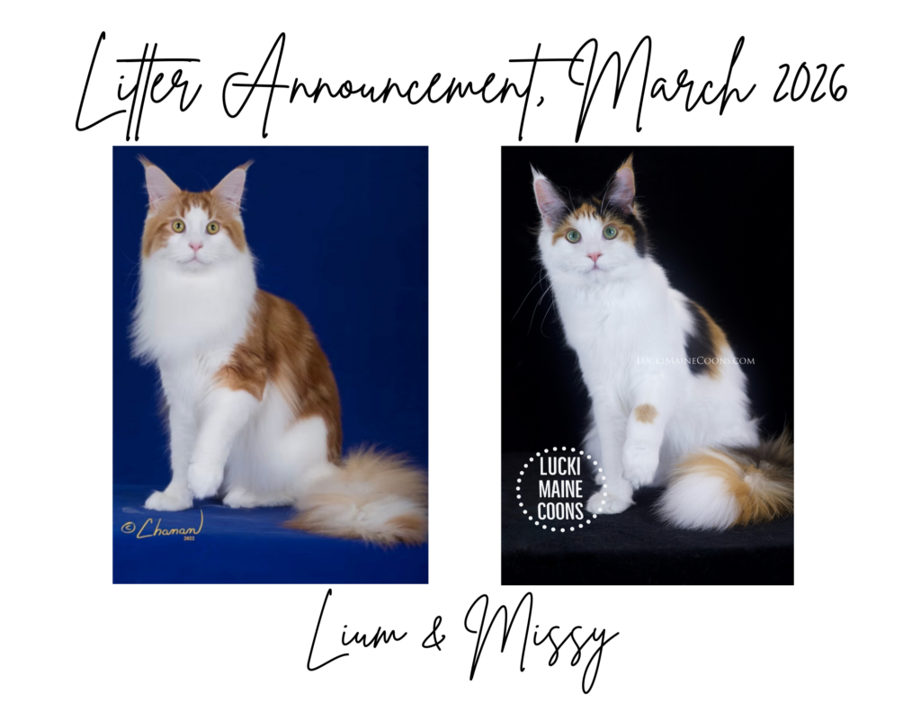 Lucki Maine Coons ethical Maine Coon breeder in Missouri. Maine Coon kittens in Missouri. Lucki Maine Coons is one of the top Maine Coon breeders in Missouri. Missy, LuckiMC Missdemeanor & IW RW SGC Cuzzoe Gallium of Chemicoons first litter of kittens. 