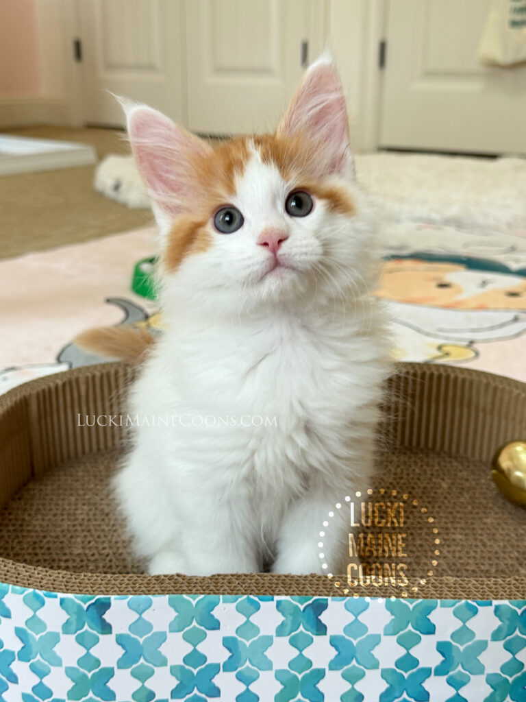 Lucki Maine Coons Grammy Winners litter a red and white Maine Coon kitten named Freddie Mercury. Lucki Maine Coons is a top Missouri Maine Coon breeder. 