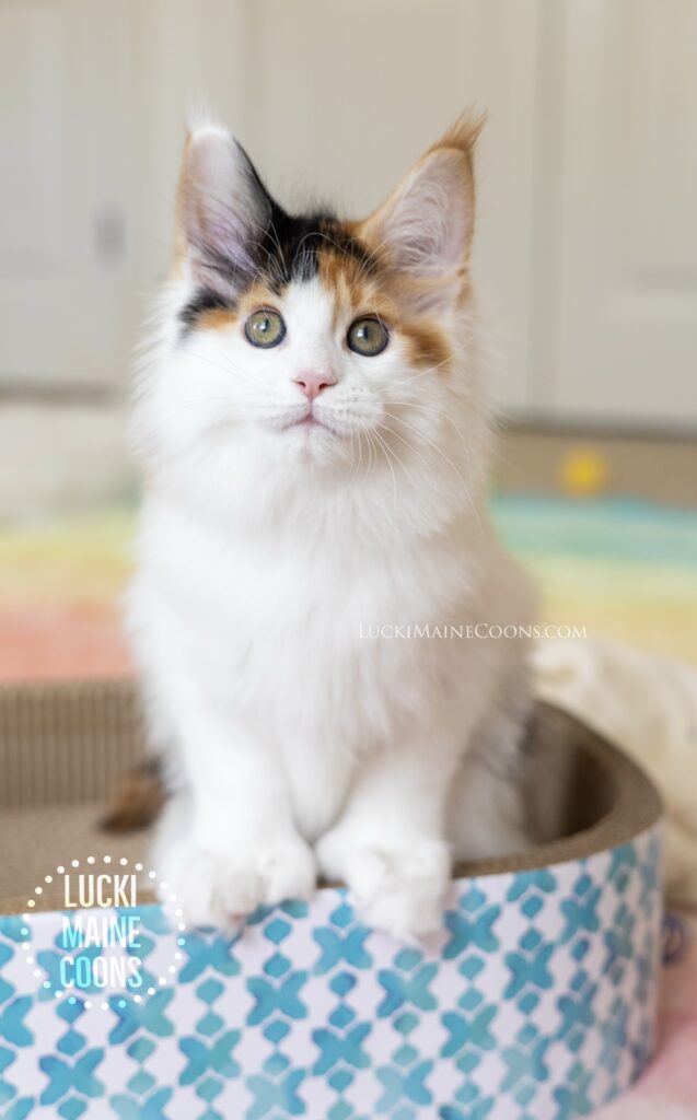 Lucki Maine Coons is one of the best Missouri maine coon breeders. Their Viva Las Vegas litter is a result of selective ethical breeding, producing the #1 Maine Coon Poly alter in TICA. Cosmo is a calico polydactyl Maine Coon kitten in missouri. 