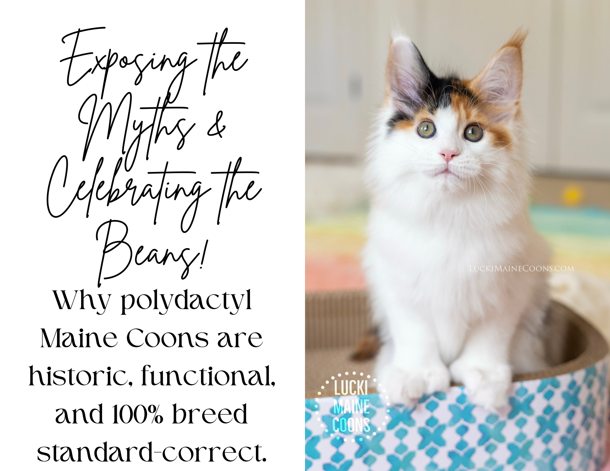 Myths About Polydactyl Maine Coons | Breed Standard, Health & Facts