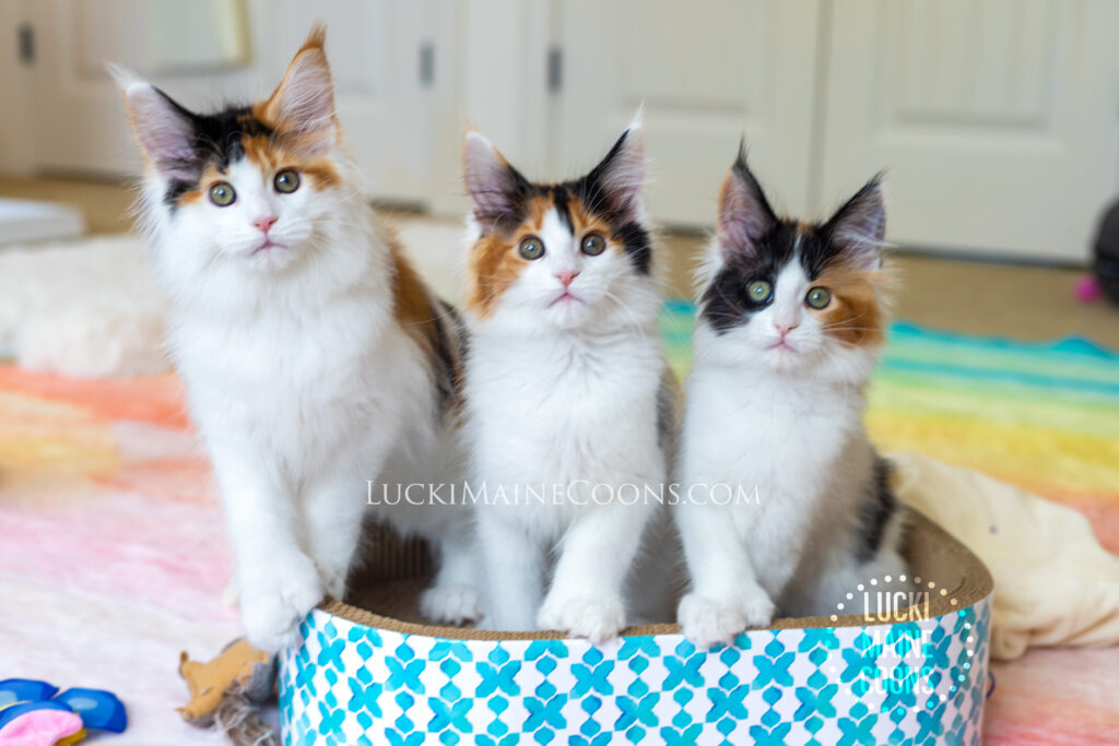 Lucki Maine Coons Viva Las Vegas litter, ethically bred Maine Coon Polydactyl kittens in Missouri. Calico Maine Coon Kittens. Lucki Maine Coons a Missouri Maine Coon Breeder.