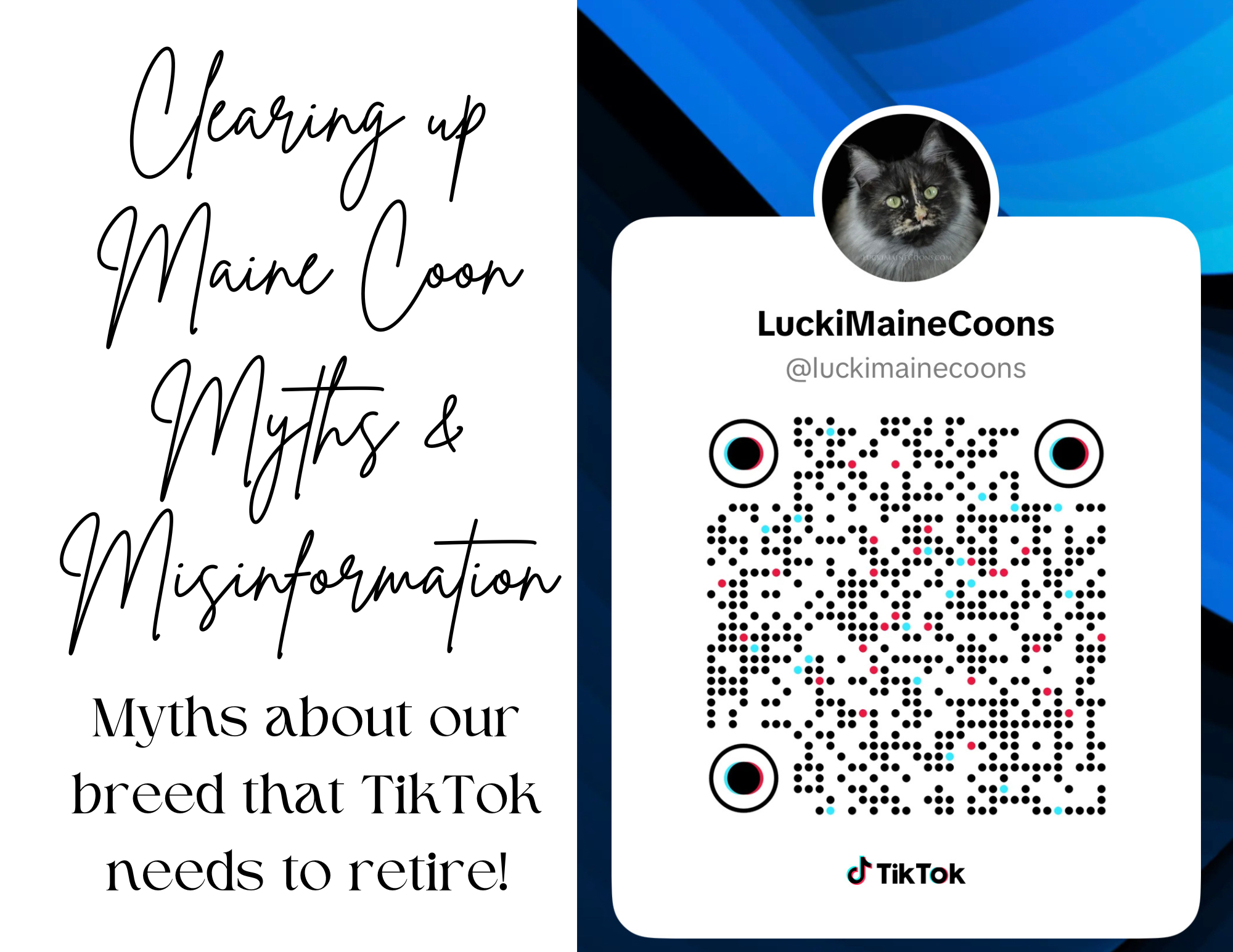 Maine Coon Myths TikTok Needs to Retire